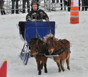 2 chevaux miniatures guilding de 5ans avec attelage double