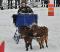 2 chevaux miniatures guilding de 5ans avec...