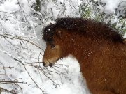 2 chevaux miniatures guilding de 5ans avec attelage double