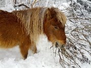 2 chevaux miniatures guilding de 5ans avec attelage double