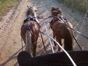 2 chevaux miniatures guilding de 5ans avec...