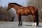 Superbe Pouliche Oldenburg N/A