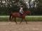 Hanovrien a Vendre 
