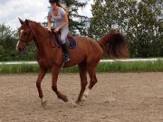 Hanovrien a Vendre 
