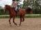 Hanovrien a Vendre 