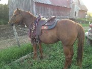 Selle de reining