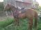 Selle de reining