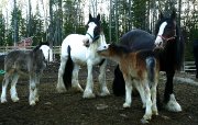 3 pouliches Gypsy et leur mamans à vendre 