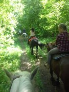 Location de cheval