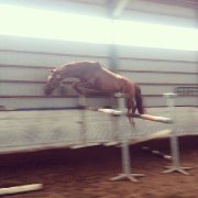 Quantum of Solace - 2004 Guelding - Trakehner x TB - Standi