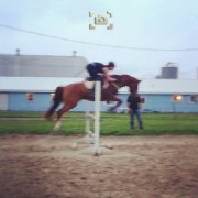  Quantum of Solace - 2004 Guelding - Trakehner x TB - Standi