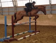  Quantum of Solace - 2004 Guelding - Trakehner x TB - Standi