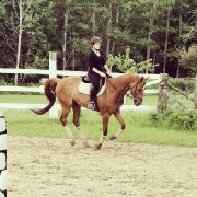  Quantum of Solace - 2004 Guelding - Trakehner x...