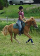 Super poney à vendre, 950$ NEGOCIABLE 