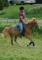 Super poney à vendre, 950$ NEGOCIABLE 