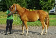 Super poney à vendre, 950$ NEGOCIABLE 