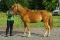 Super poney à vendre, 950$ NEGOCIABLE 