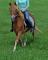 Super poney à vendre, 950$ NEGOCIABLE 