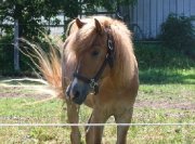 Super poney à vendre, 950$ NEGOCIABLE 