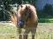 Super poney à vendre, 950$ NEGOCIABLE 
