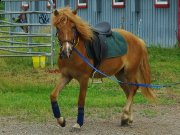 Super poney à vendre, 950$ NEGOCIABLE 