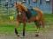 Super poney à vendre, 950$ NEGOCIABLE 