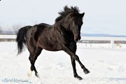 Jument paint horse enrg.