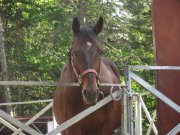 VENDU MERCI !Prix réduit - Cheval de randonnée à vendre 900$