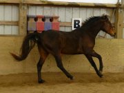 DEUX CHEVAUX A VENDRE UN DE COMPER ET L'AUTRE TRAILS - toller