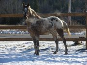 Cheval appaloosa