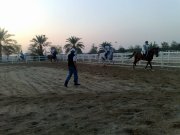 moniteur de chevaux