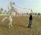 moniteur de chevaux
