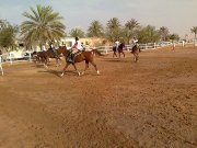 moniteur de chevaux