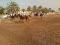 moniteur de chevaux