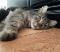 Chatte ERRANTE cherche famille
