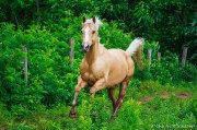 Photographie Equestre (Epona Photographie)