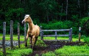 Photographie Equestre (Epona Photographie)