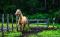 Photographie Equestre (Epona Photographie)