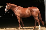 Pouliche premium International Sport Horse 3 ans débourée