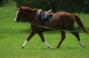 Pouliche premium International Sport Horse 3 ans débourée