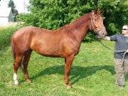Prix reduit-nouvelle video Jument 4 ans 17main...