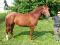 Prix reduit-nouvelle video Jument 4 ans 17main...