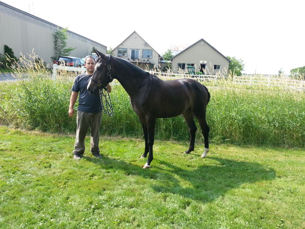 Pouliche de 2 ans enr cdn warmblood