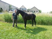 Pouliche de 2 ans enr cdn warmblood