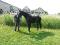 Pouliche de 2 ans enr cdn warmblood