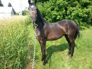 Poulain de 2 ans enr cdn warmblood