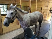 Quater Horse 8 ans à vendre