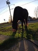 Jument qh enr. debutant/intermediaire