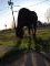 Jument qh enr. debutant/intermediaire