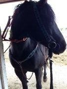Jument qh enr. debutant/intermediaire
